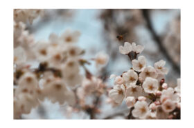 📷｜桜とハチ